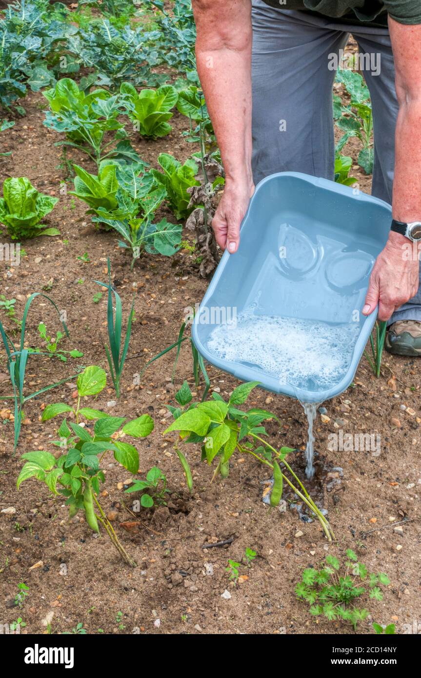 Femme utilisant des eaux usées grises pour irriguer les plantes dans son jardin. Banque D'Images