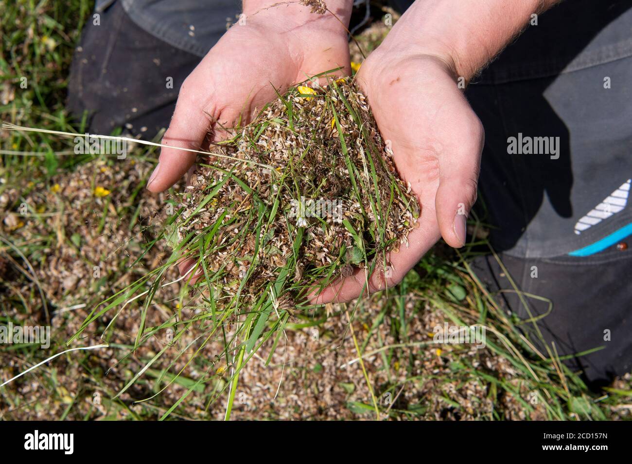 Les mains tenant des graines de fleurs sauvages collectées d'un pré de foin traditionnel dans le cadre d'un programme de restauration. North Yorkshire, Royaume-Uni. Banque D'Images