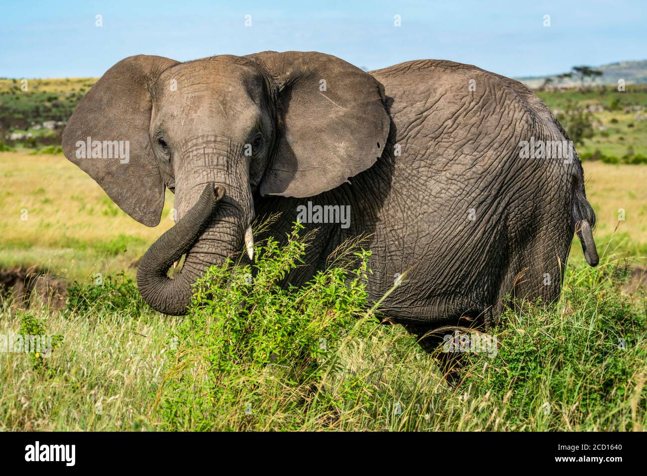 Portrait de l'éléphant d'Afrique (Loxodonta Africana) debout derrière les buissons tout en regardant la caméra; Kenya Banque D'Images
