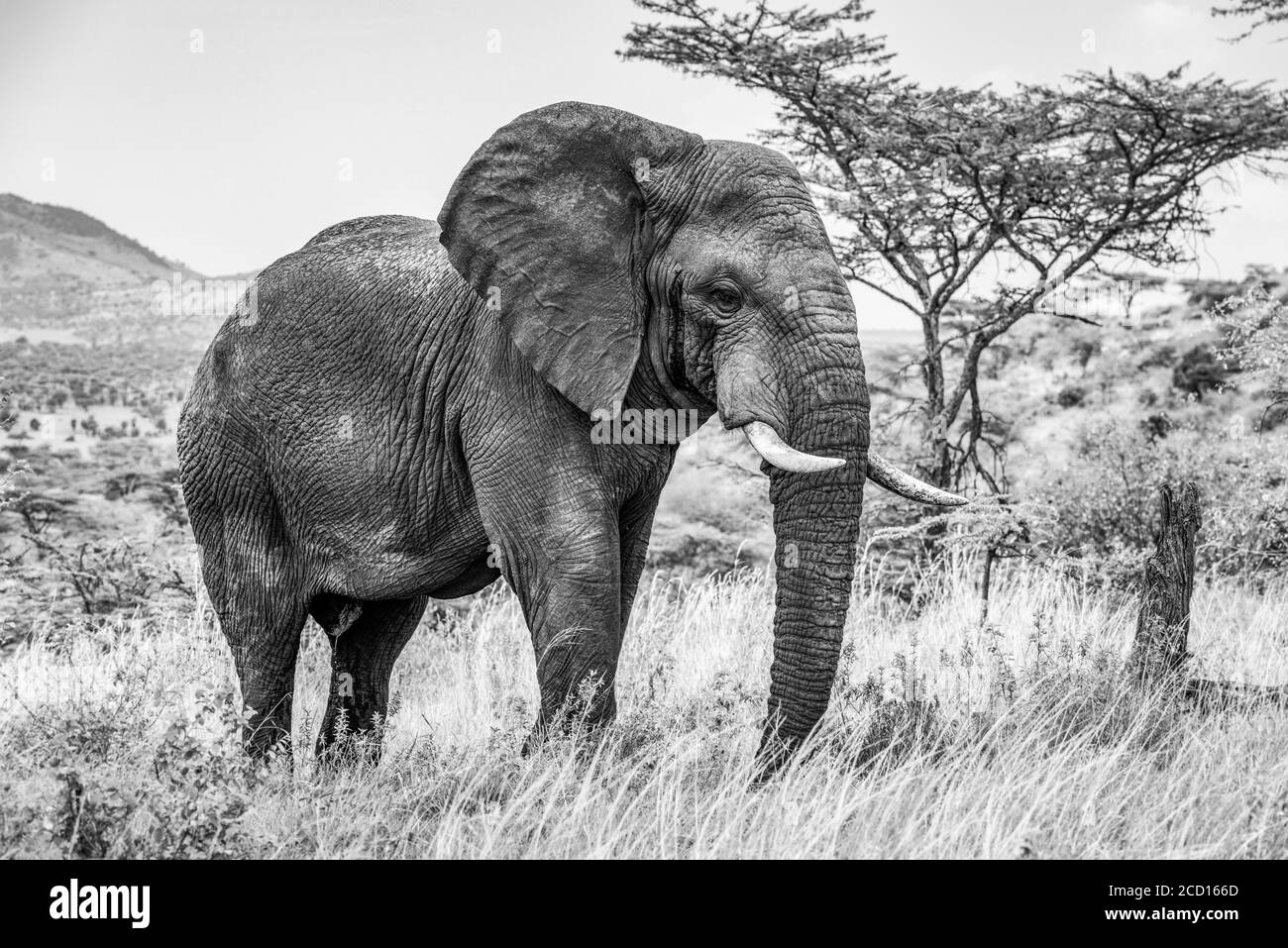 Photo noir et blanc de l'éléphant de brousse africain (Loxodonta africana) marchant sur la savane; Tanzanie Banque D'Images