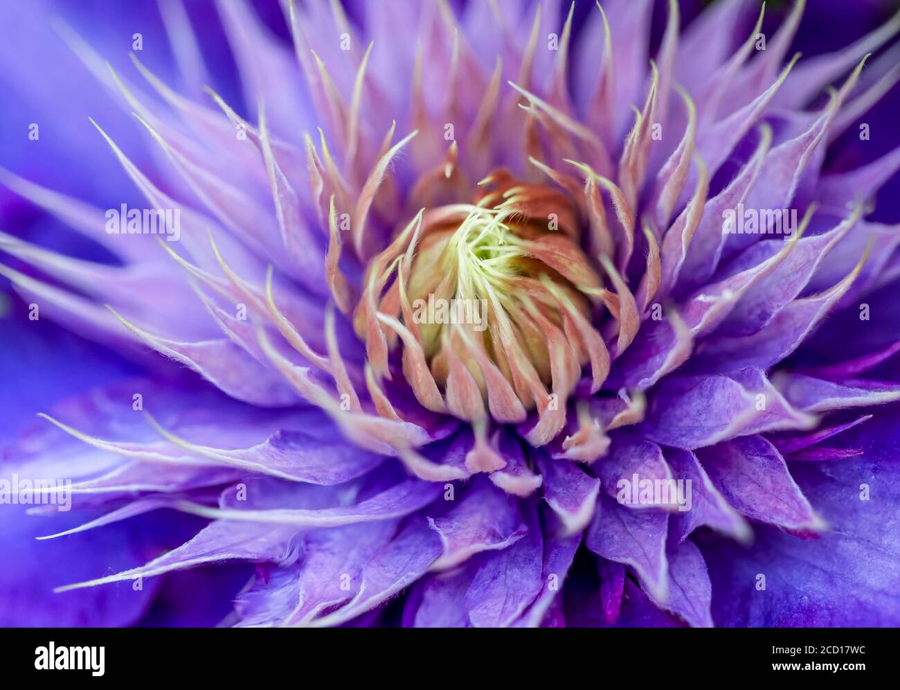 Fleur de wisteria pourpre; Surrey, Colombie-Britannique, Canada Banque D'Images