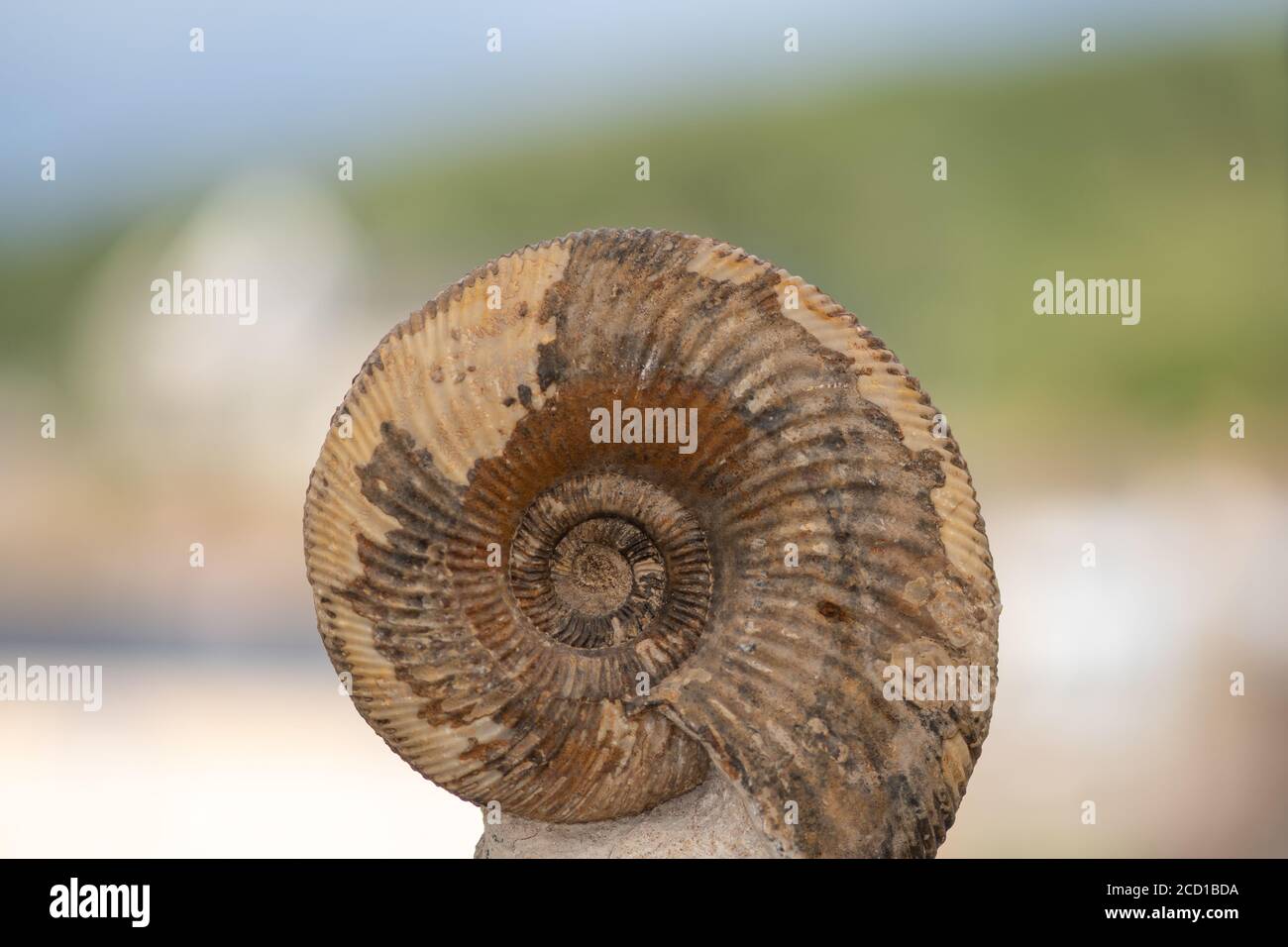Gros plan d'un fossile ammonite Banque D'Images