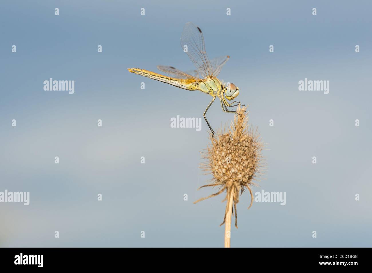 Dragonfly reposant sur une branche au coucher du soleil Banque D'Images
