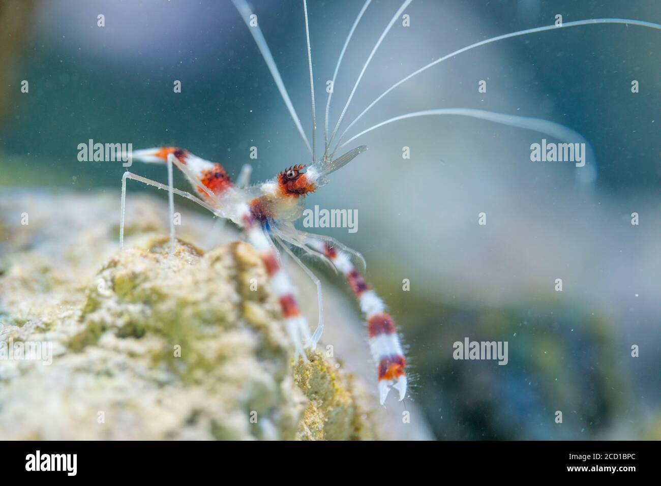 Crevettes de corail baguées; Stenopus hispidus; Maldives Banque D'Images