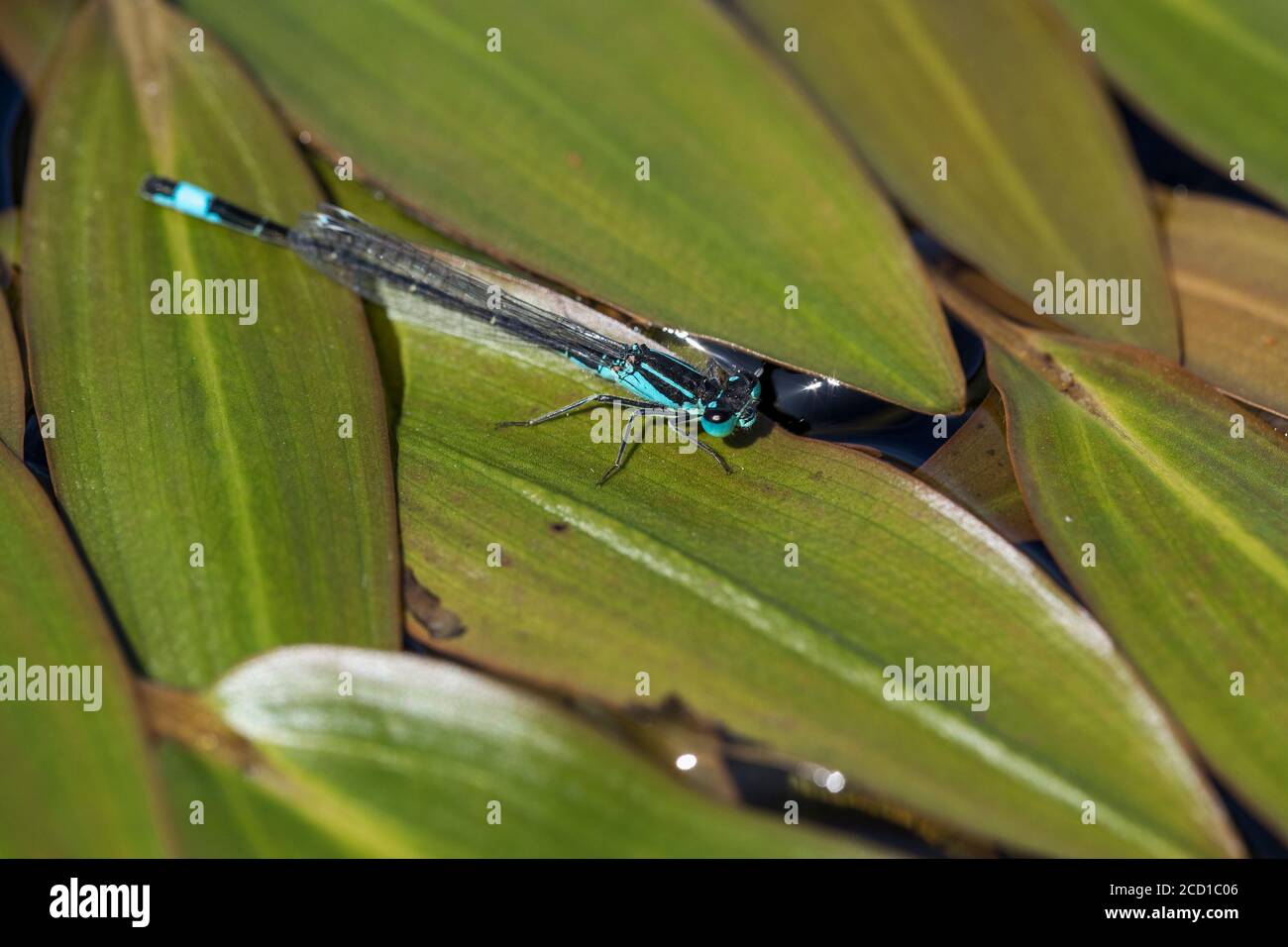 Damselfly à queue bleue ; Ischnula elegans ; On Leaf in Pond ; Royaume-Uni Banque D'Images