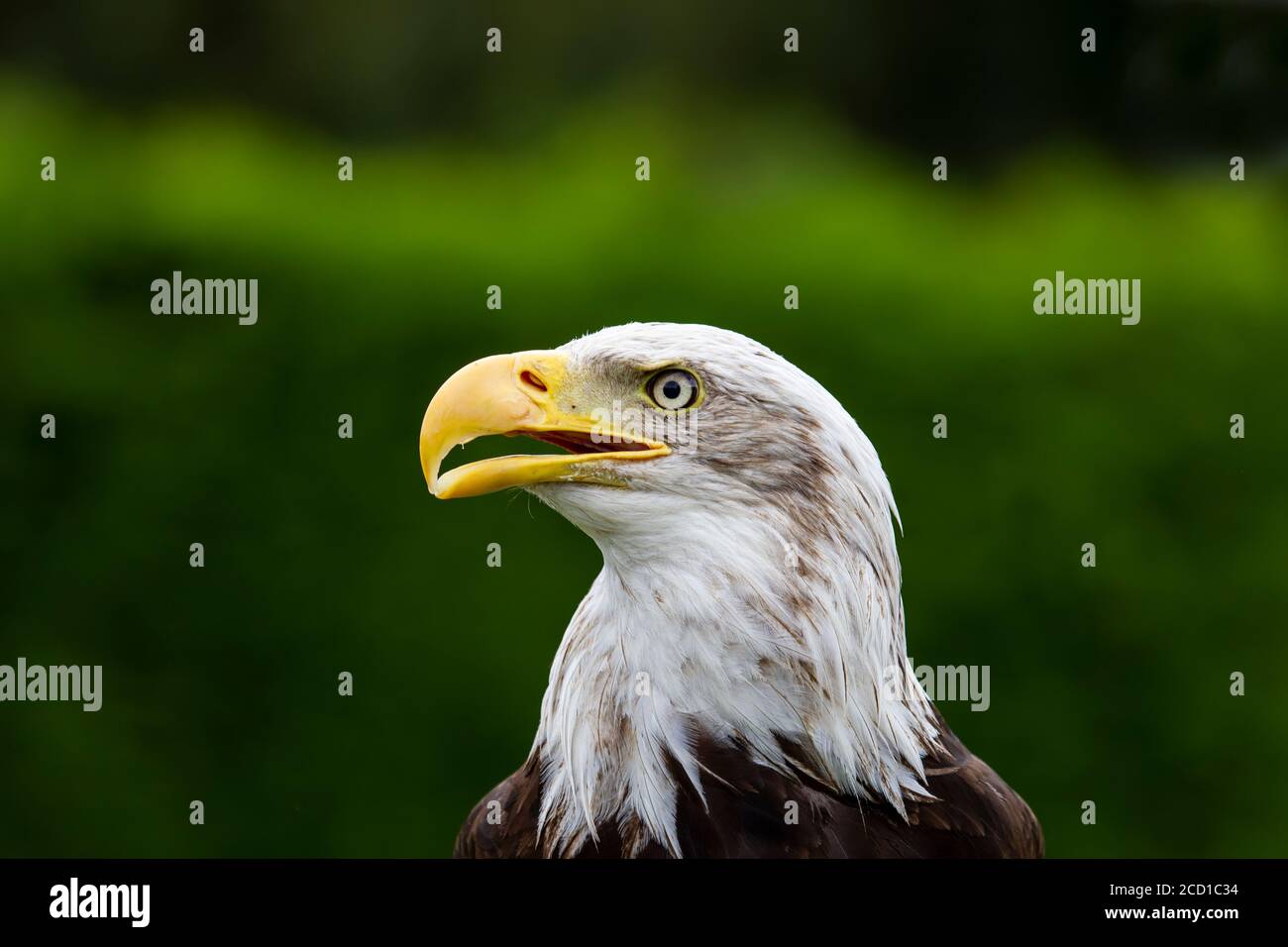 Gros plan sur un aigle à tête blanche captif Haliaeetus leucocephalus un oiseau de proie et l'oiseau national de États-Unis Banque D'Images