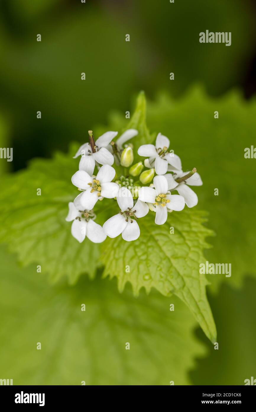 Moutarde à l'ail; Alliaria petiolata; Flower; Royaume-Uni Banque D'Images