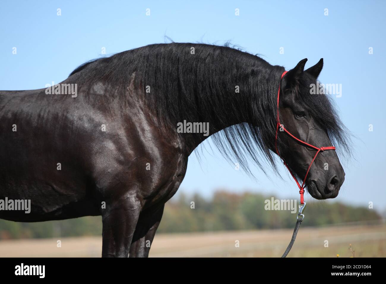 Portrait de l'étonnant cheval noir de la frise en automne Banque D'Images