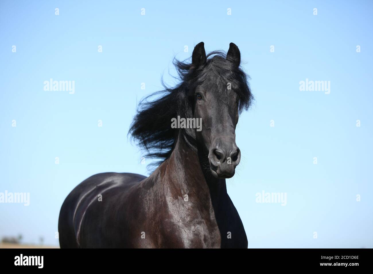 Portrait de l'étonnant cheval noir de la frise en automne Banque D'Images