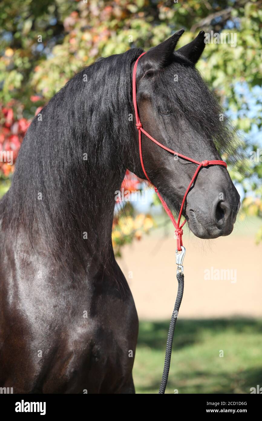 Portrait de l'étonnant cheval noir de la frise en automne Banque D'Images