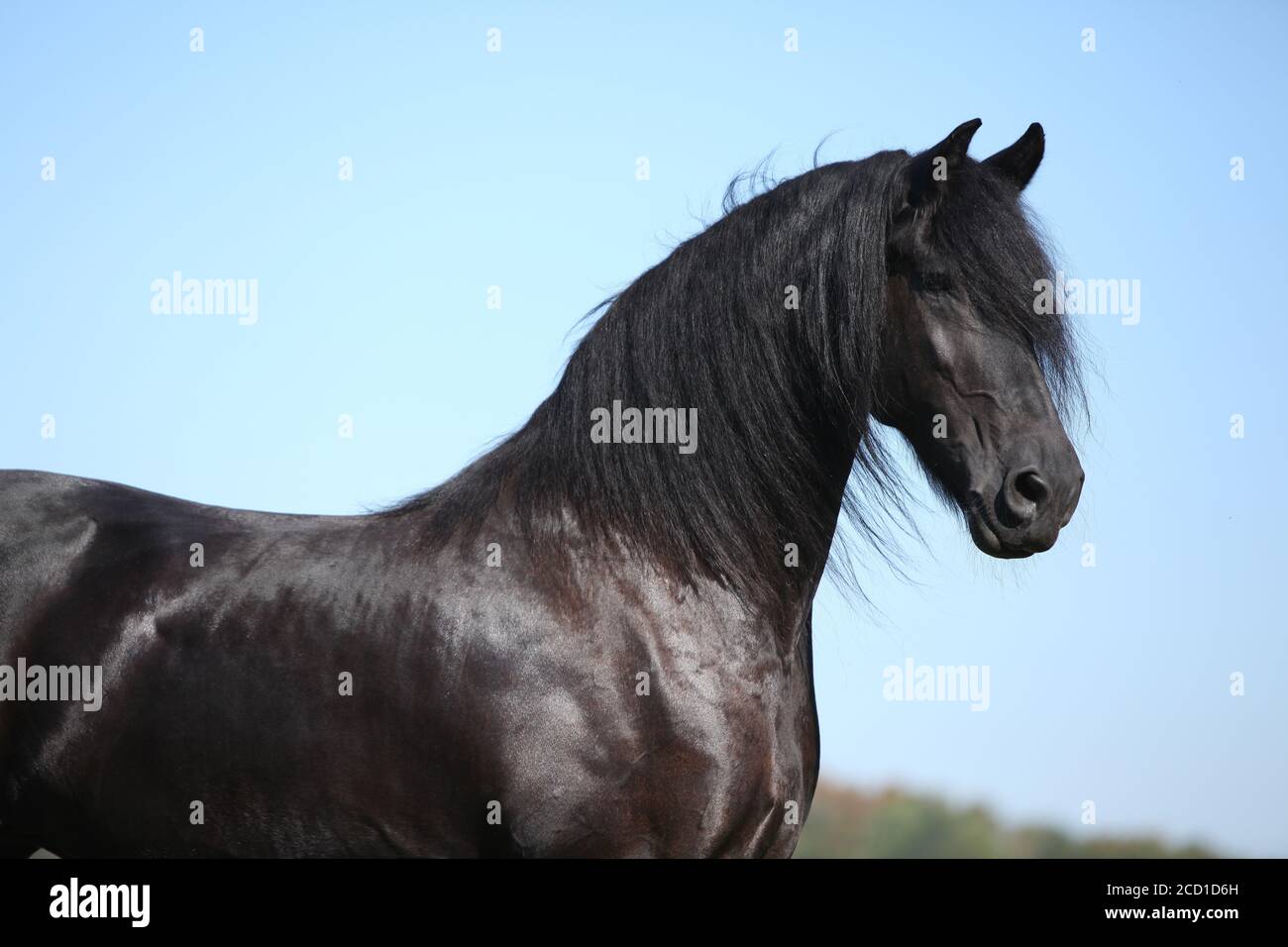 Portrait de l'étonnant cheval noir de la frise en automne Banque D'Images