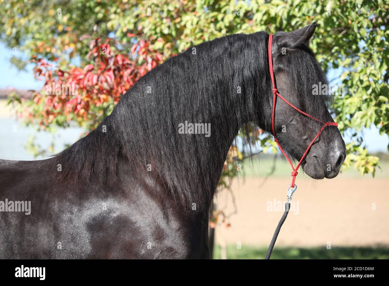 Portrait de l'étonnant cheval noir de la frise en automne Banque D'Images