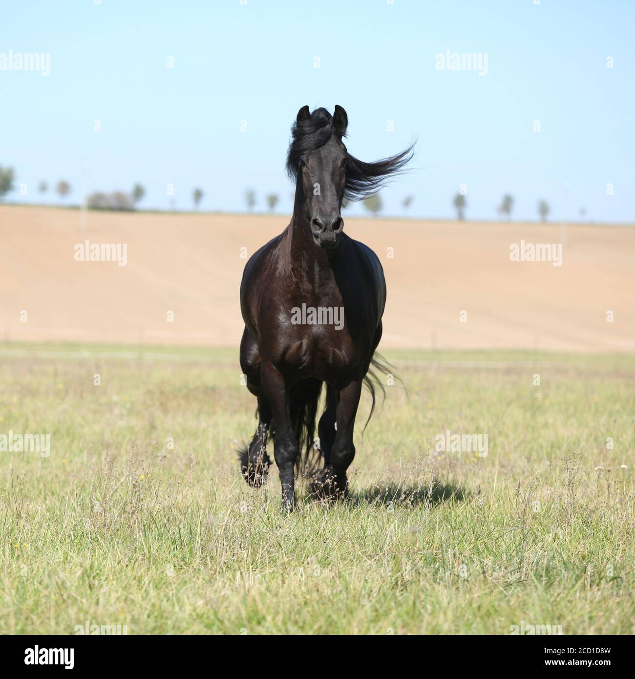 Beau cheval de frise se déplaçant sur la pasturage en automne Banque D'Images