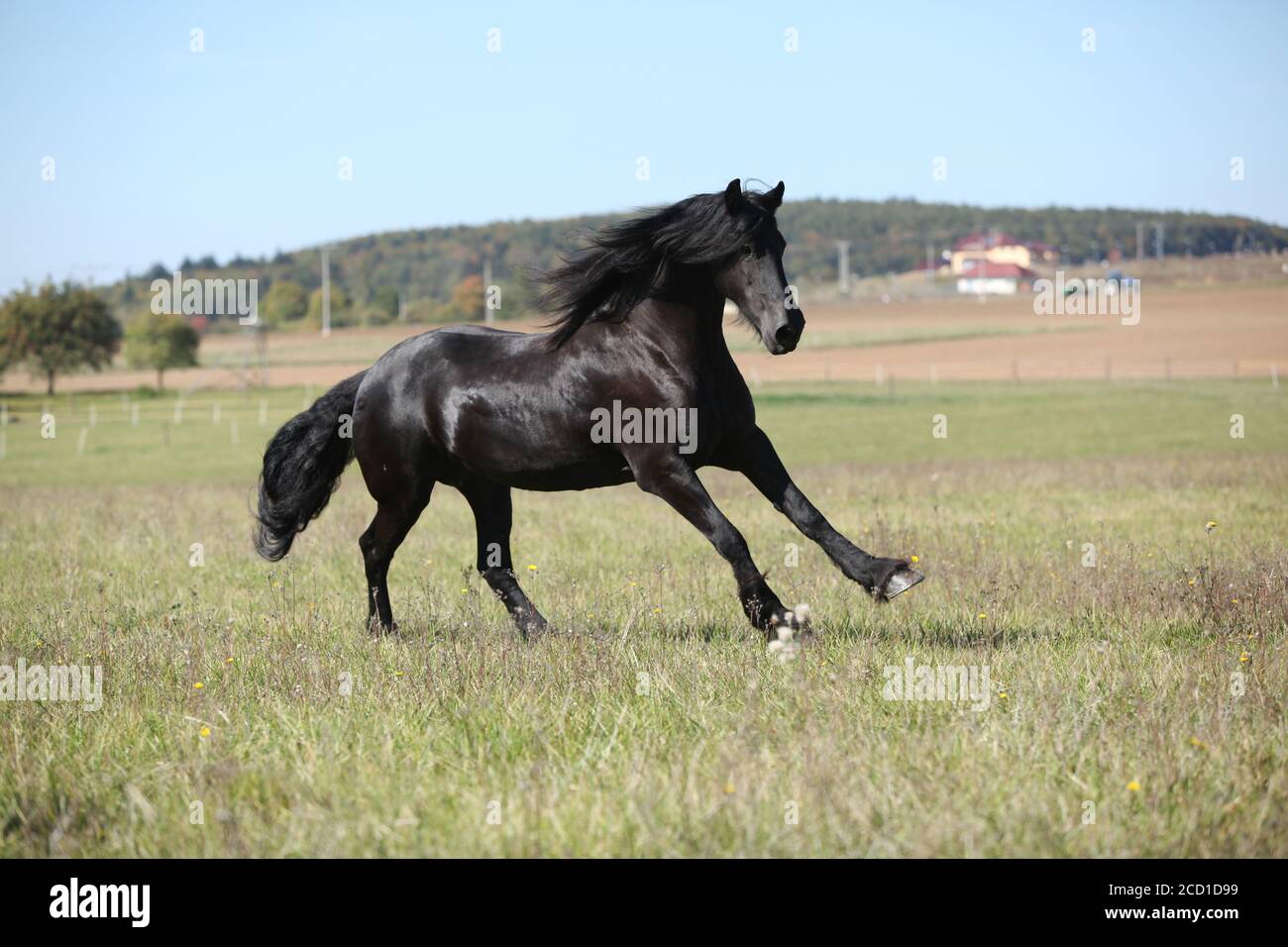 Beau cheval de frise se déplaçant sur la pasturage en automne Banque D'Images