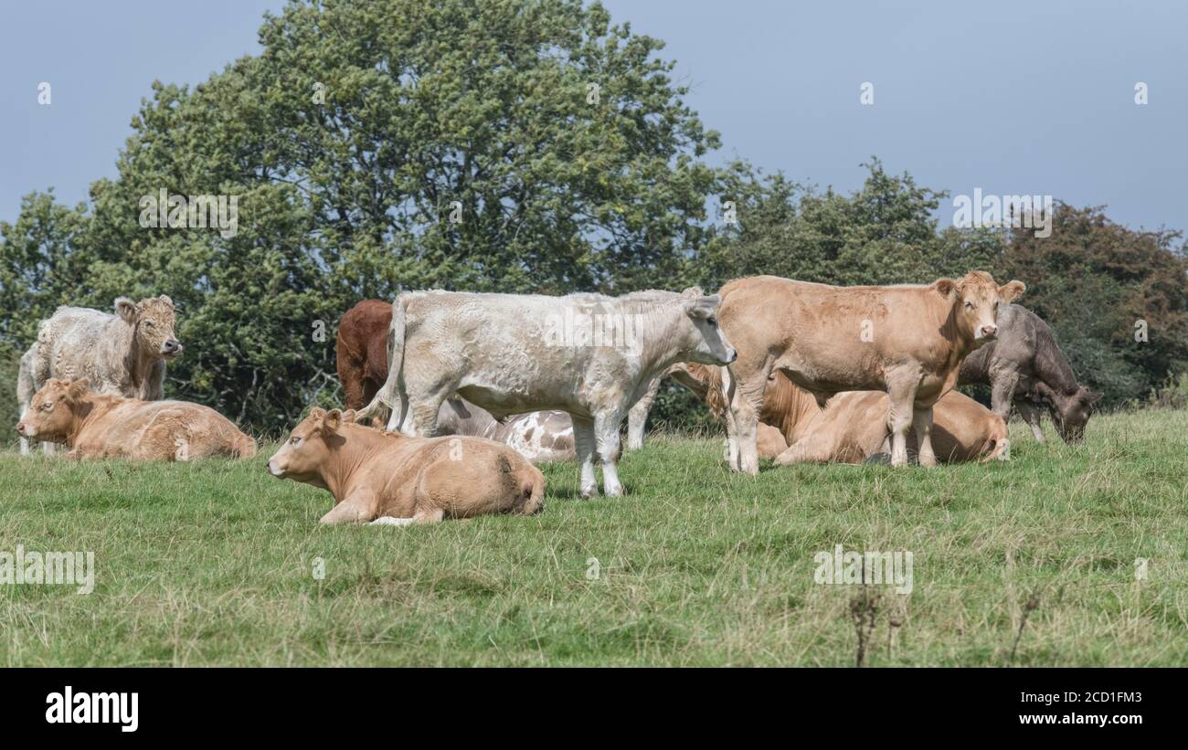 Format champ 16:9. Groupe de jeunes taureaux paître debout ensemble. Pour l'industrie du bétail au Royaume-Uni, l'élevage, les vaches, les races de bétail, le bœuf britannique. Banque D'Images