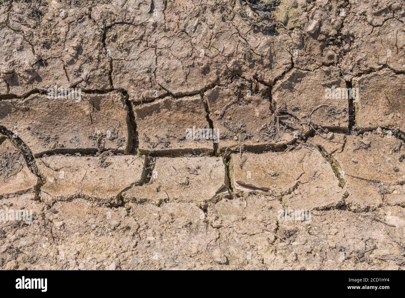 La croûte du sol de champ formée de limon se craque avec manque d'eau.Pour la sécheresse, la pénurie d'eau, la science du sol, la mécanique du sol, le sol abstrait,changement climatique. Banque D'Images