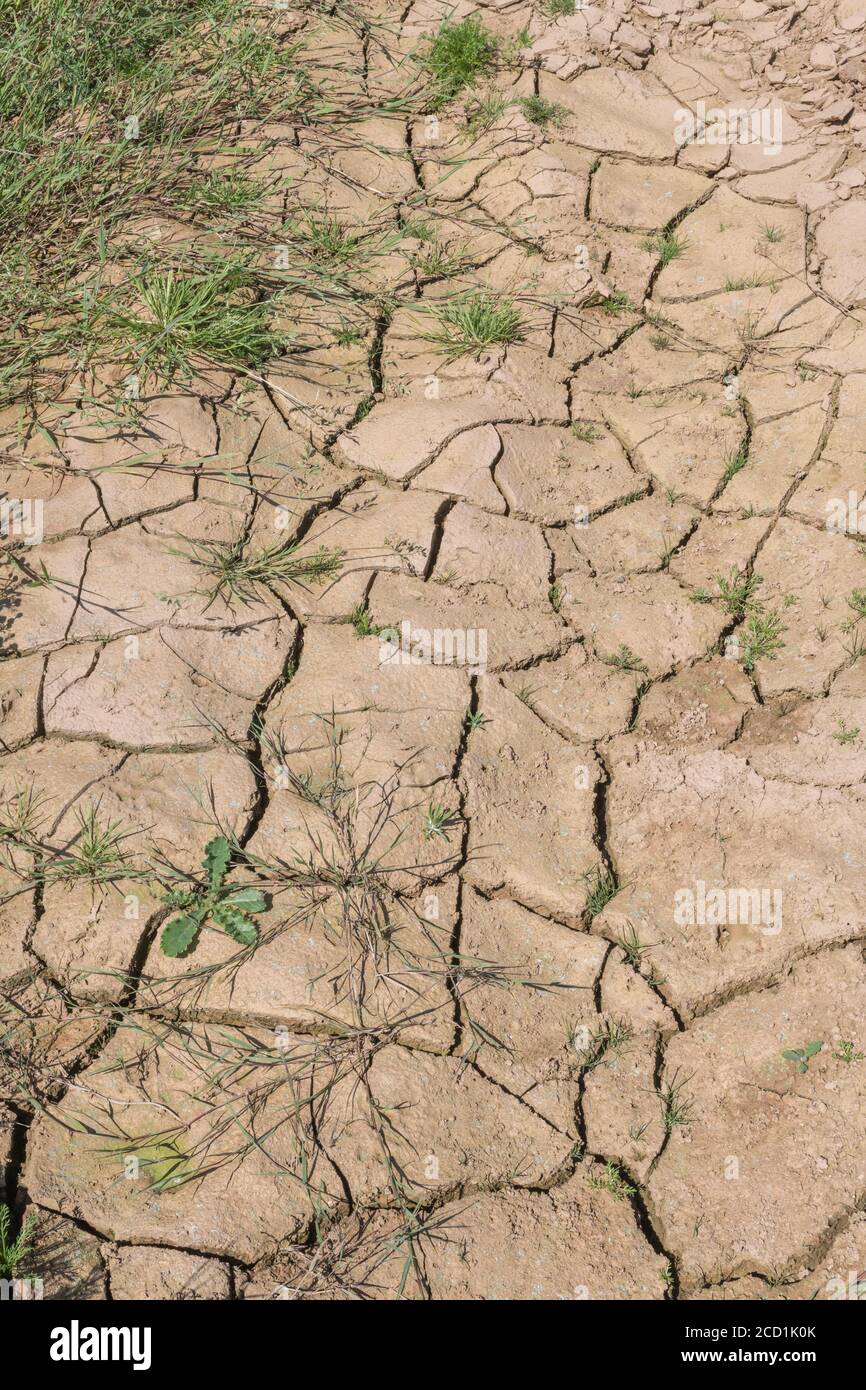La croûte du sol de champ formée de limon se craque avec manque d'eau. Pour la sécheresse, la pénurie d'eau, la science du sol, la mécanique du sol, le sol abstrait, la sécheresse abstraite. Banque D'Images
