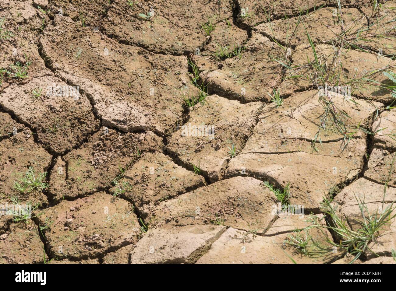 La croûte du sol de champ formée de limon se craque avec manque d'eau.Pour la sécheresse, la pénurie d'eau, la science du sol, la mécanique du sol, le sol abstrait,changement climatique. Banque D'Images