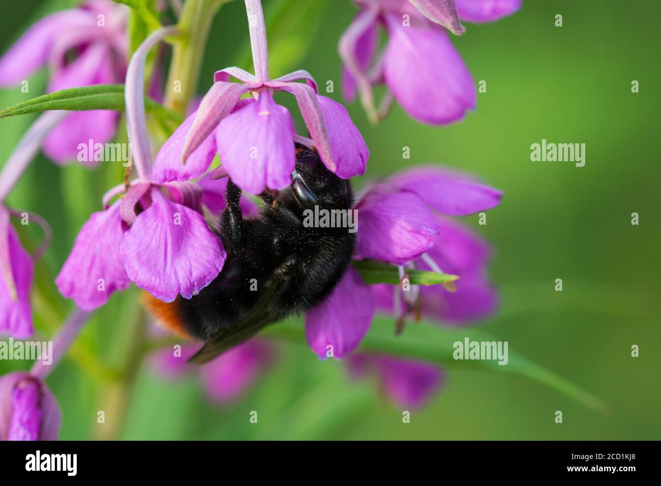 Abeille Bumble à queue rouge sur herbe de saule de baie rose Banque D'Images