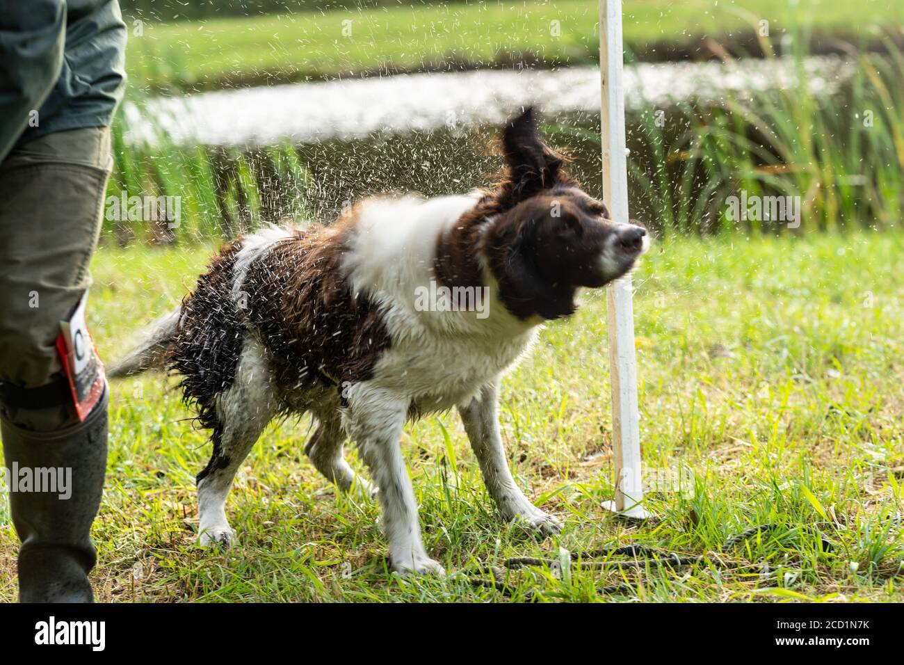 Chien de perdrix hollandais, Drentse patrijs hond, secouant pour se débarrasser de l'eau dans sa fourrure avec des éclaboussures d'eau partout dans la lumière du soleil Banque D'Images