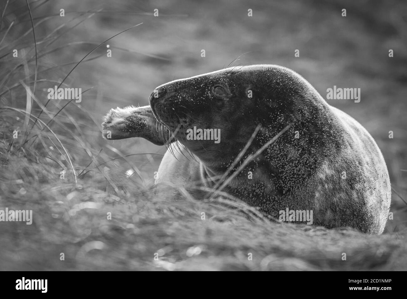 Le noir et le blanc d'un phoque gris recouvert de sable pup dans les dunes herbeuses de Horsey, Norfolk Banque D'Images