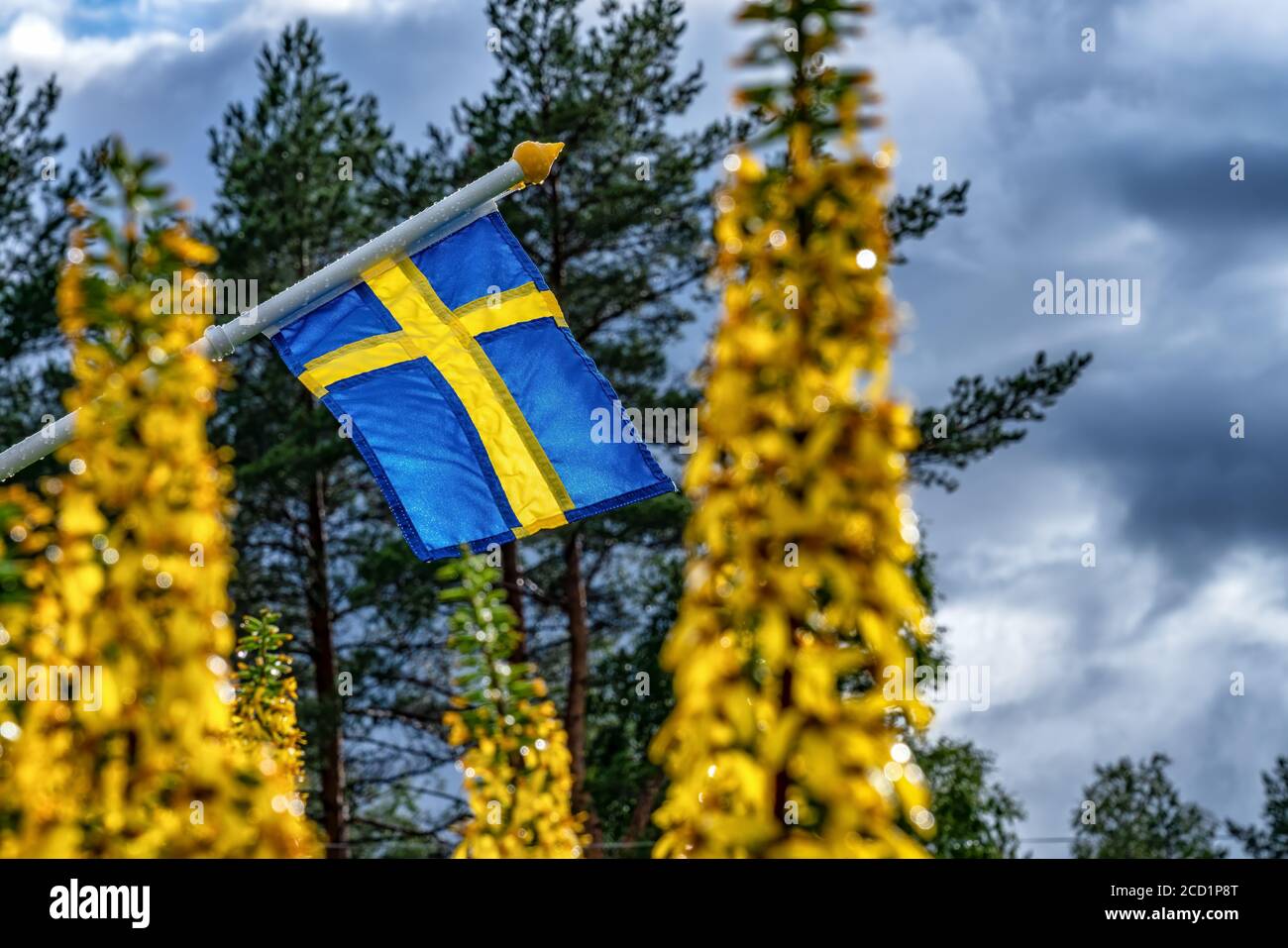 Vue rapprochée du drapeau suédois avec mât humide agitant lentement par temps presque calme après la pluie estivale. Fleurs jaunes floues, forêt verte et b foncé Banque D'Images