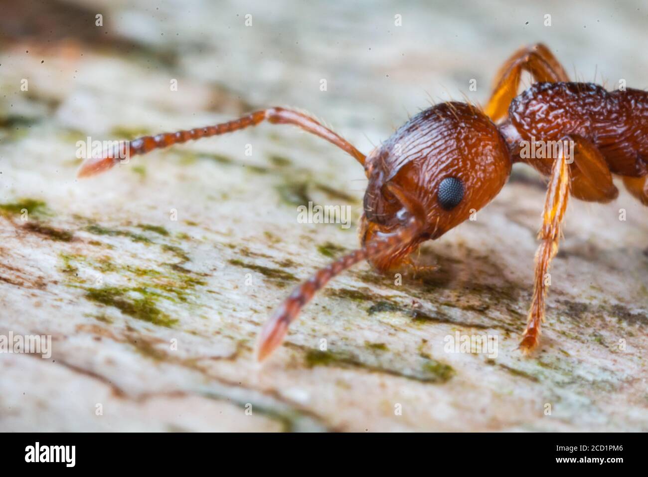 Fourmi rouge (Formica sp) Collecte de nourriture sur un arbre tombé dans un bois de Suffolk Banque D'Images
