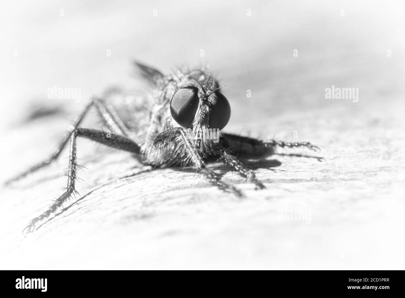 Image en noir et blanc d'une mouche cambrioleur Une pause sur un arbre tombé dans un bois de Suffolk Banque D'Images
