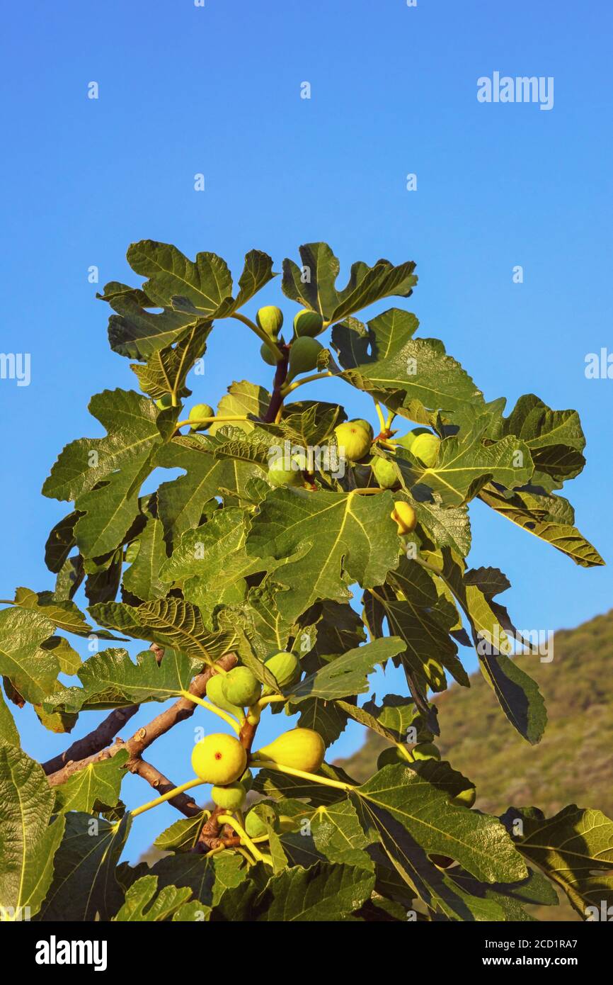 Branche de figuier (Ficus carica) avec des feuilles et des fruits le jour ensoleillé Banque D'Images