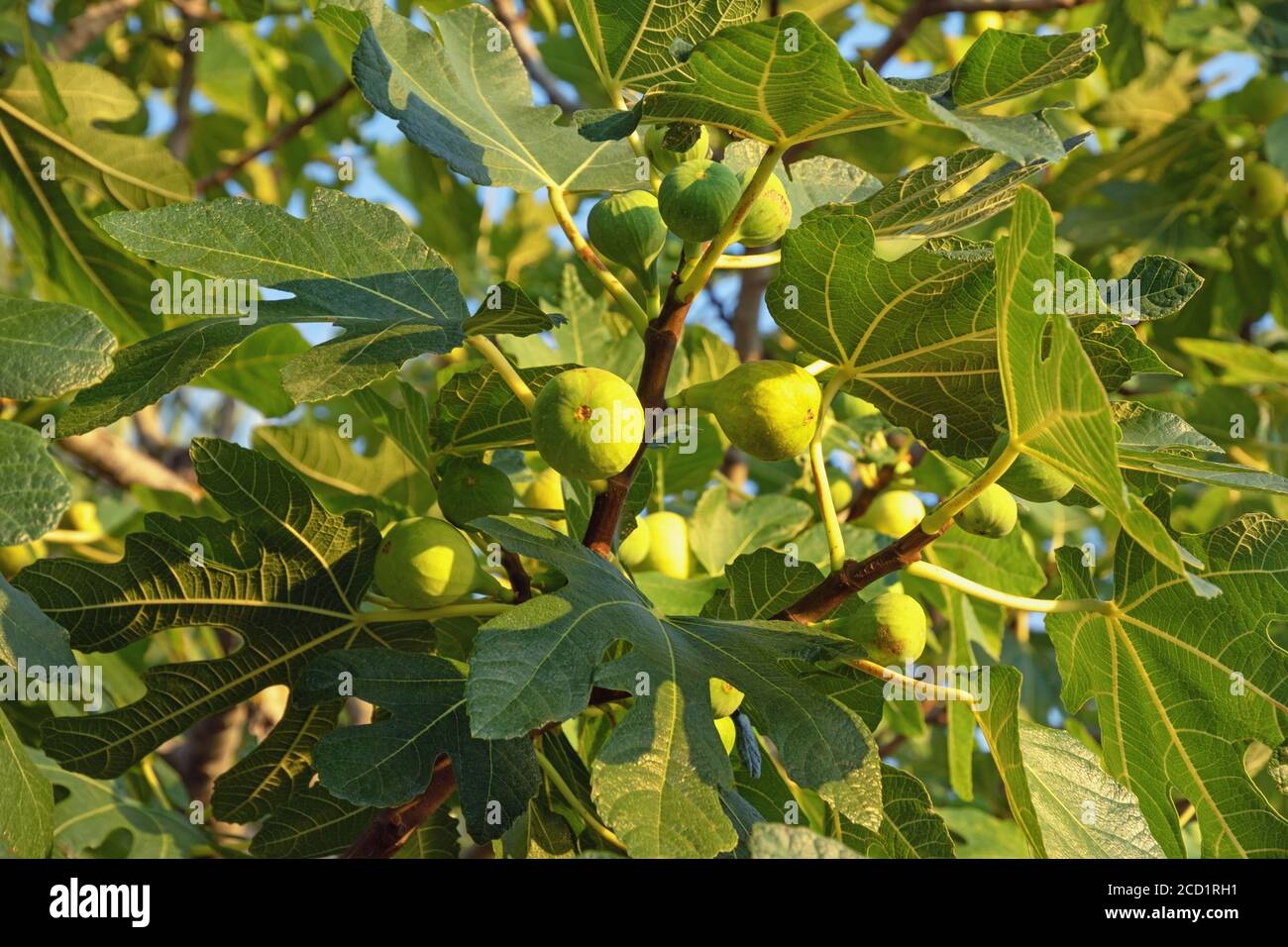 Branches de figuier (Ficus carica) avec feuilles et fruits Banque D'Images