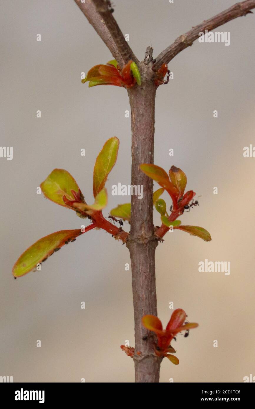 Les fourmis faisant une colonie sur Hamelia patens plantent sur le jardin de la terrasse. Les noms communs incluent le buisson de feu, le buisson d'colibri, le buisson de scarlet, et la tête rouge. Banque D'Images