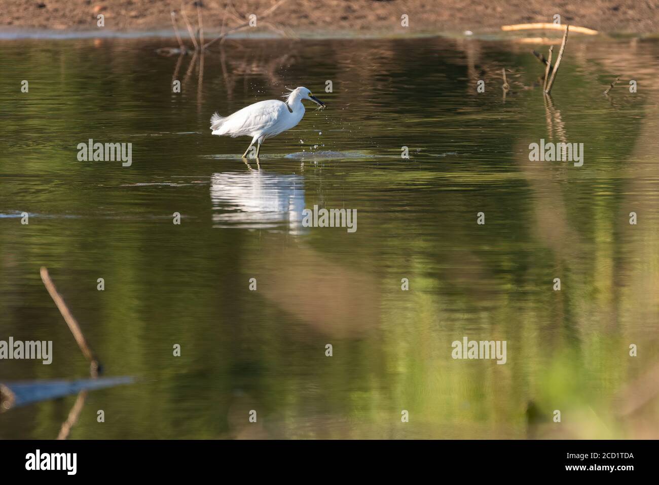 Egret de neige barboter dans les eaux peu profondes près d'un lac et tenir un petit poisson dans son bec noir semblable à un poignard qu'il vient de capturer pour manger. Banque D'Images