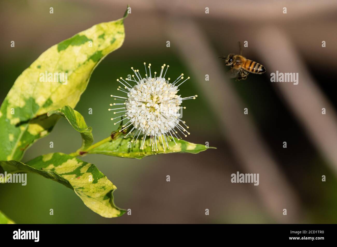 Abeille volant vers une fleur blanche à pointes sur une plante de butonbush commune tout en collectant le nectar et en pollinant des plantes près d'un lac. Banque D'Images