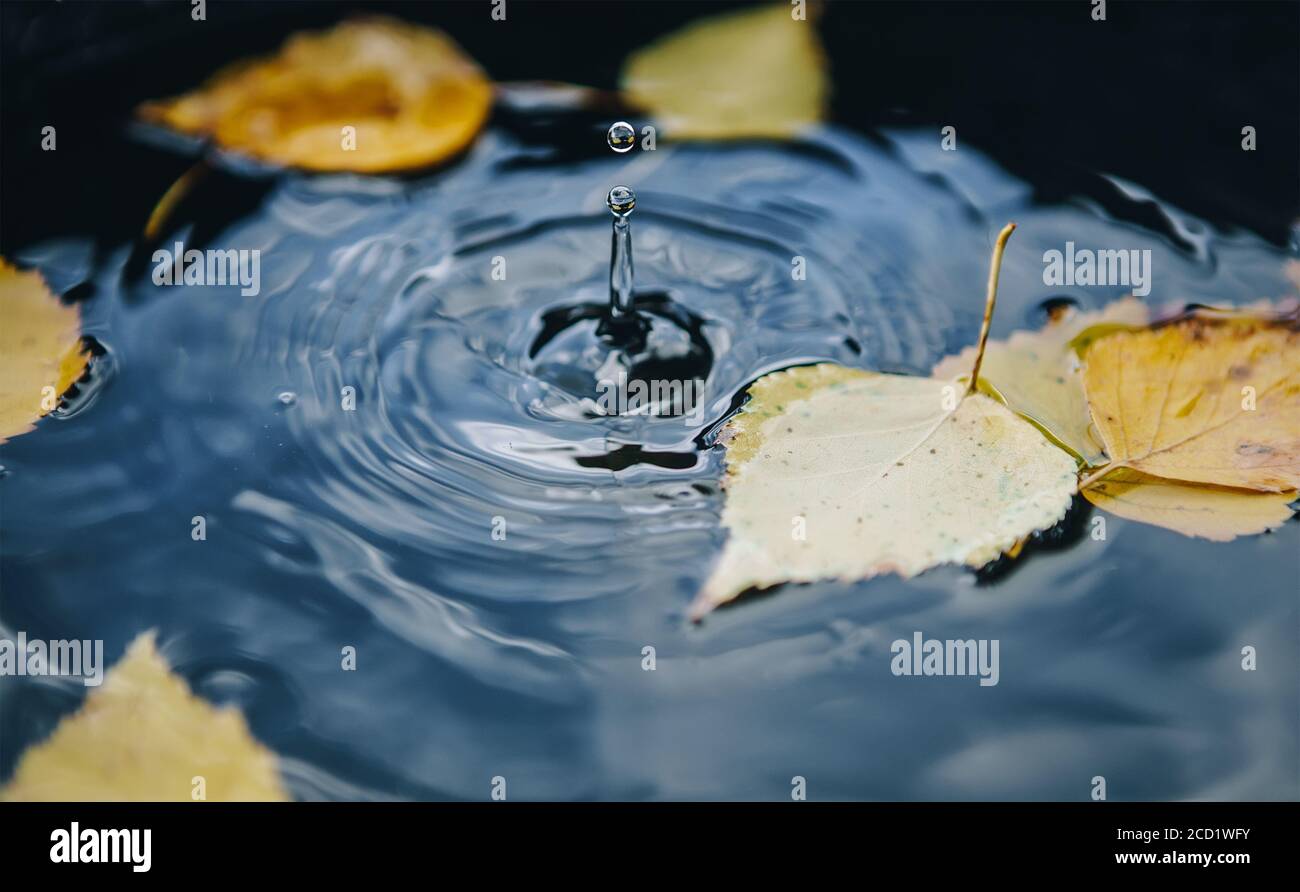 La goutte tombe sur une flaque de rue laissant un cercle radial sur la surface avec des feuilles jaunes tombées sur l'eau. Image de concept d'automne. Banque D'Images