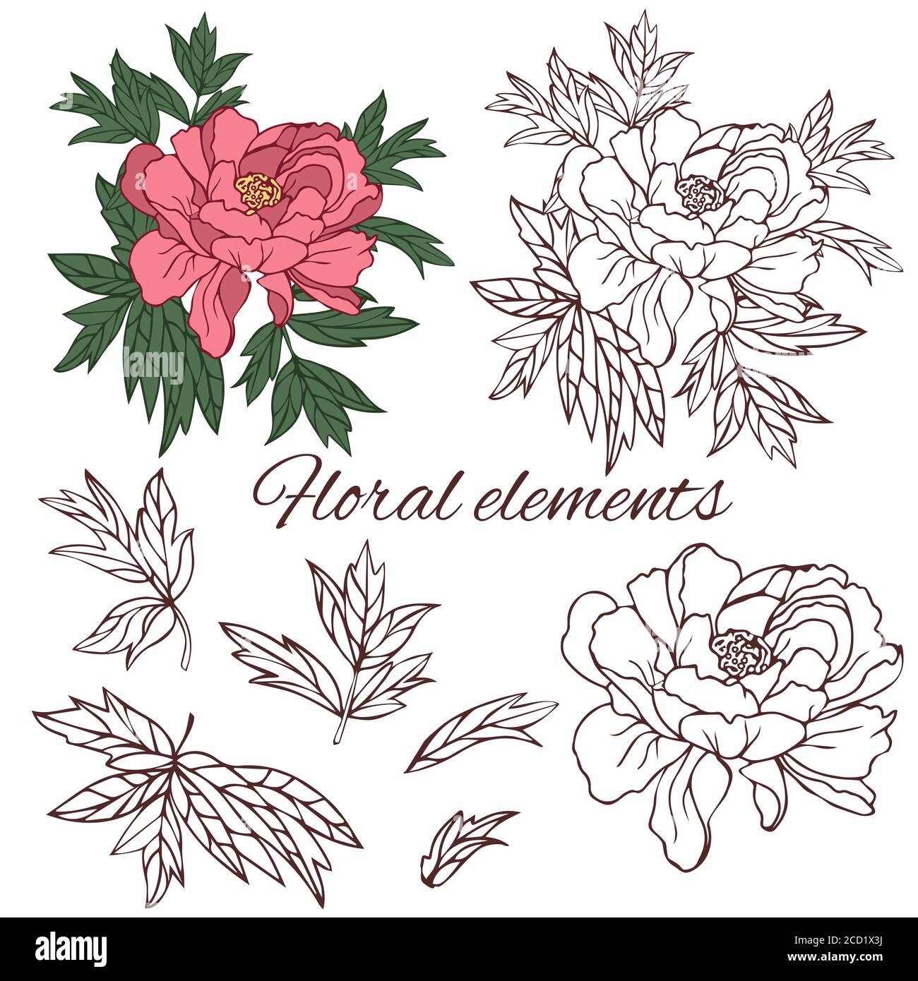 Ensemble de feuilles et de fleurs de pivoine, contour vectoriel isolé sur fond blanc. Illustration de Vecteur