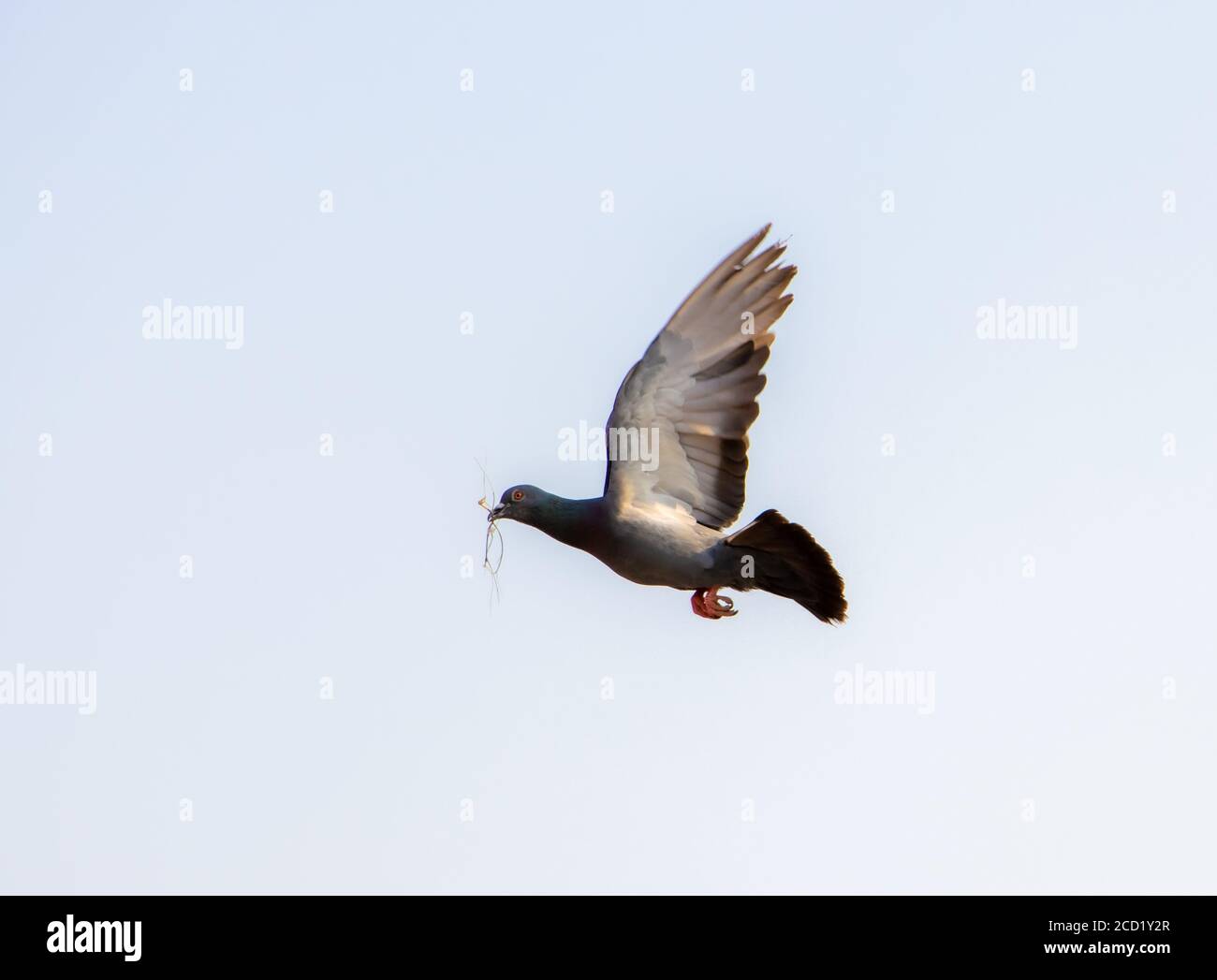 Un pigeon volant contre un ciel bleu tient une brindille pour construire son nid dans son bec. Banque D'Images