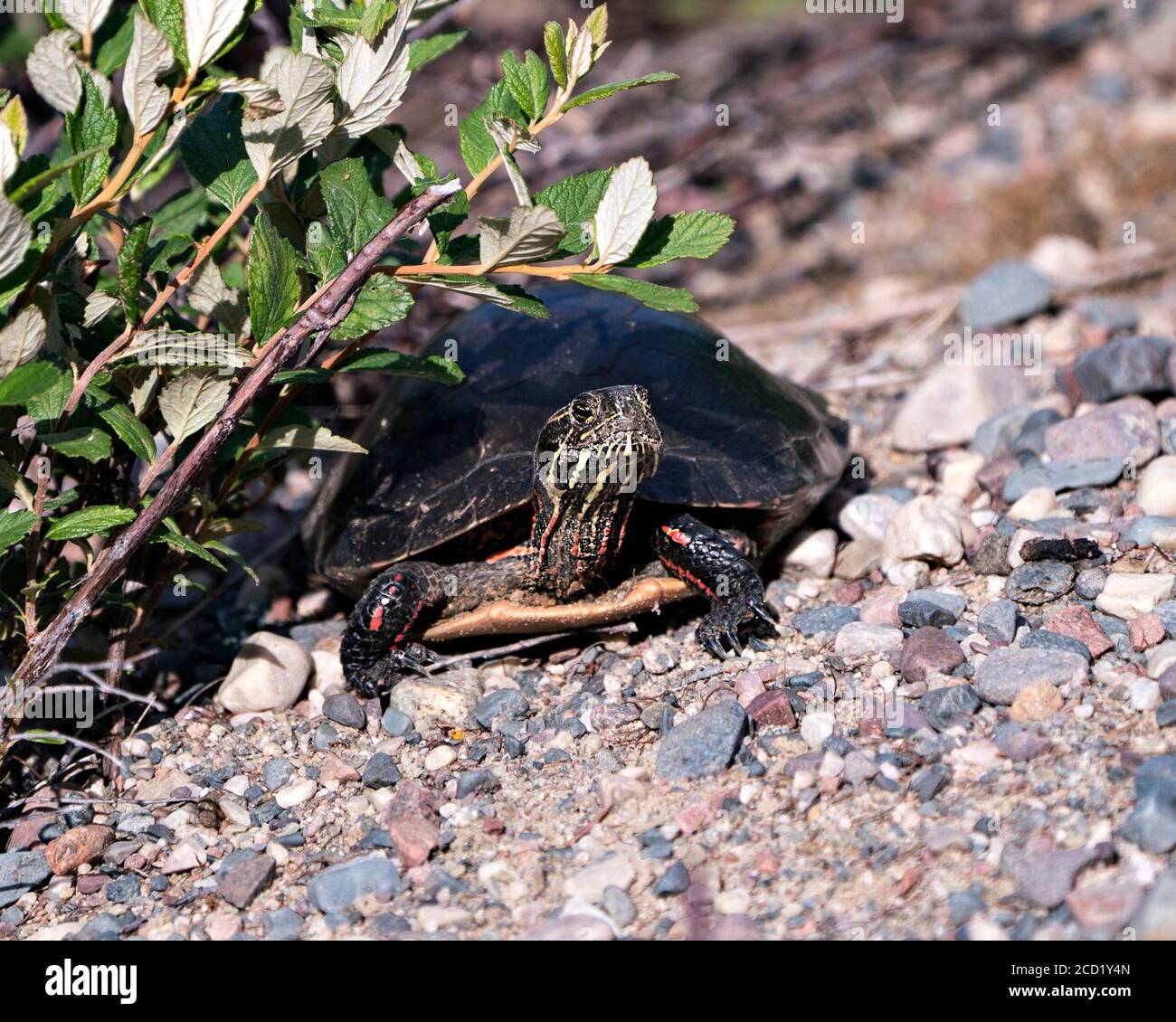 Vue en gros plan de tortue peinte sur gravier, montrant une carapace de tortue, des jambes, la tête dans son habitat et son environnement. Banque D'Images