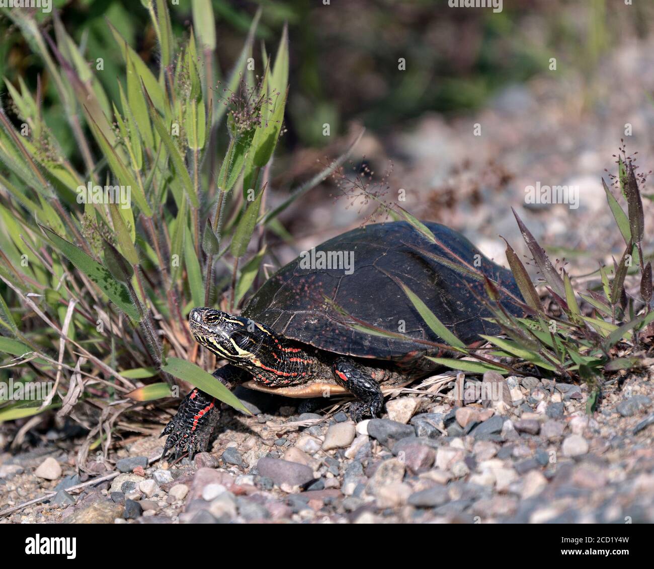 Vue en gros plan de tortue peinte sur gravier, montrant une carapace de tortue, des jambes, la tête dans son habitat et son environnement. Banque D'Images