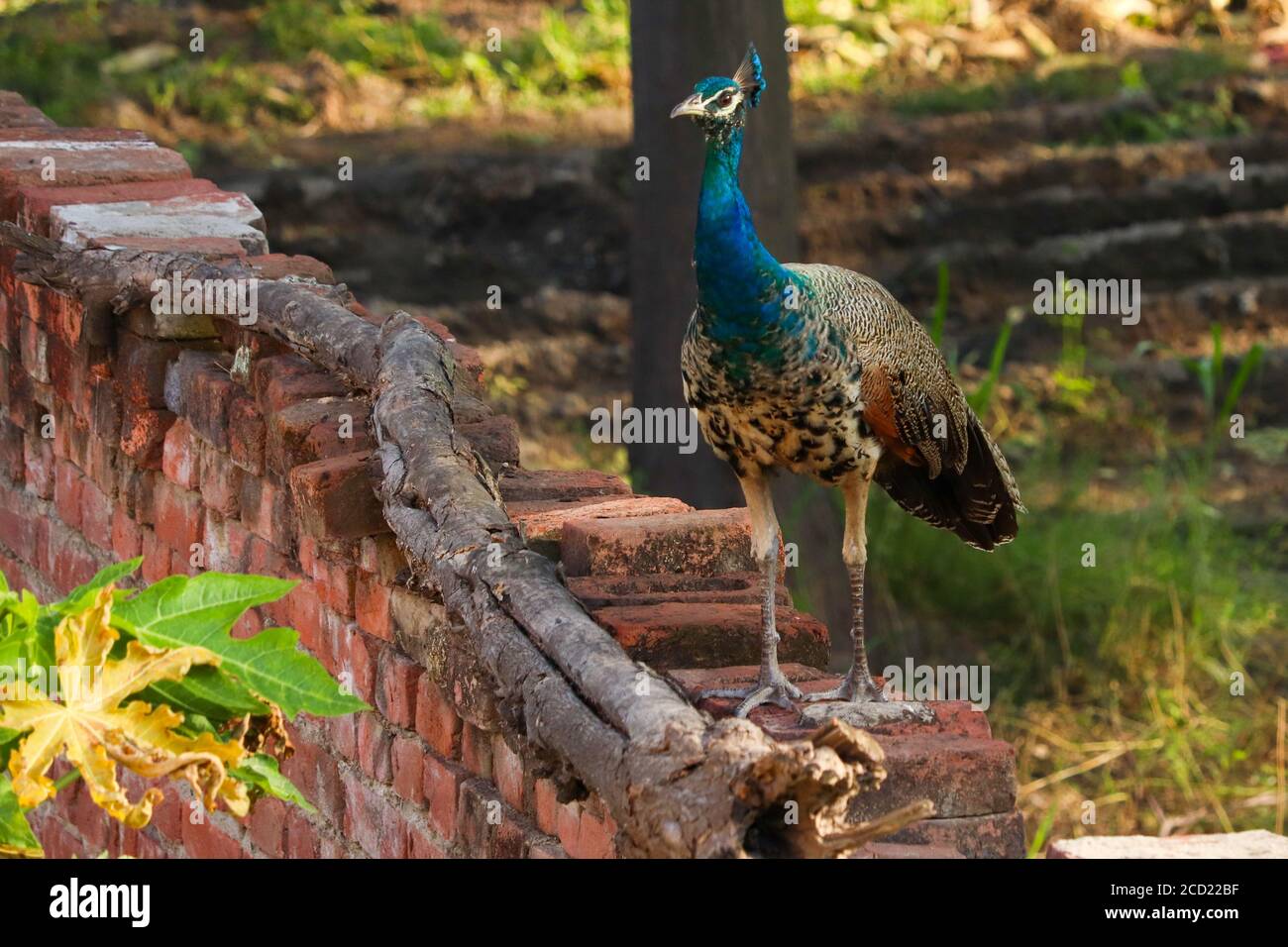 Un jeune paon sur un mur en itinérance dans les cours arrière. Les tourbières indiennes sont très fréquemment observées dans les zones rurales du Punjab, en Inde. Banque D'Images