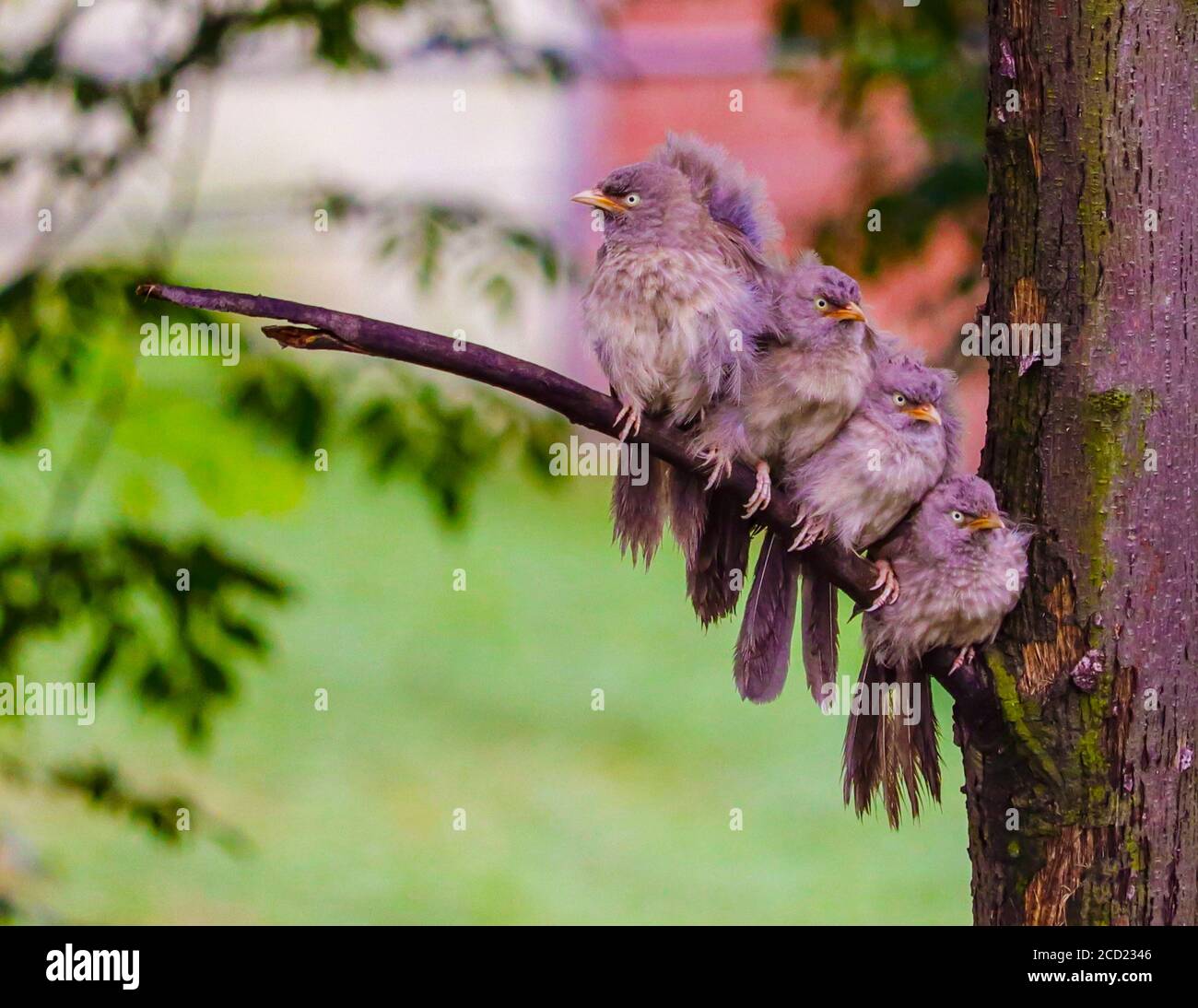Jungle Babblers-Argya striata sur un arbre après la pluie. Oiseaux grégaires trouvés dans de petits groupes de six à dix oiseaux, connus sous le nom de sept Sœurs/Saath bhai. Banque D'Images