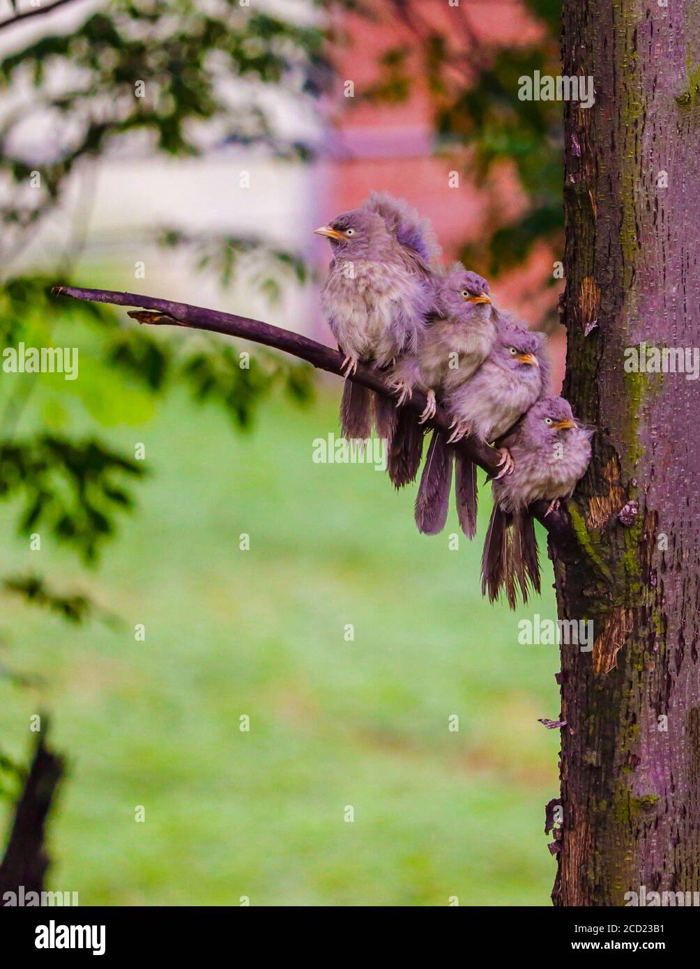 Jungle Babblers-Argya striata sur un arbre après la pluie. Oiseaux grégaires trouvés dans de petits groupes de six à dix oiseaux, connus sous le nom de sept Sœurs/Saath bhai. Banque D'Images