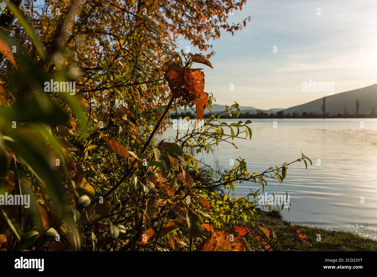 Arrière-plan d'automne avec un lac et des arbres jaunes. Vue à travers le feuillage sur la surface bleue de l'eau. Le concept de l'arrivée de l'automne. Baugh Banque D'Images