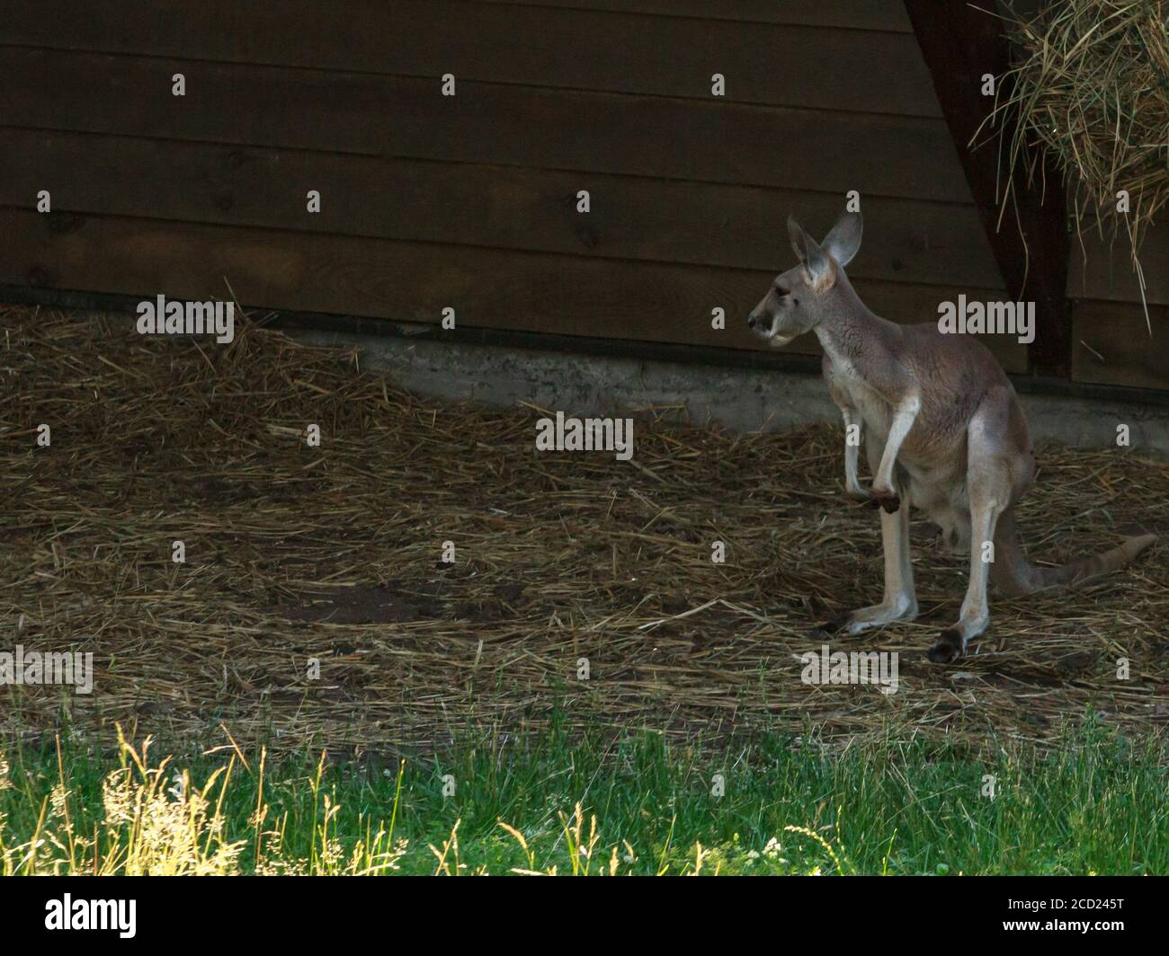 Petit kangourou gris nain au zoo de Riga Banque D'Images