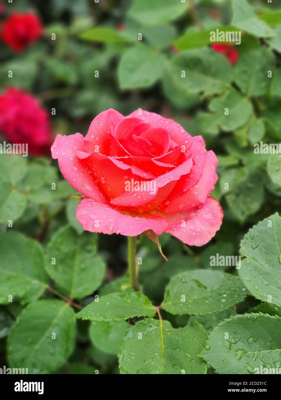 Rose Rose fleur avec gouttes de pluie. Nature. Banque D'Images