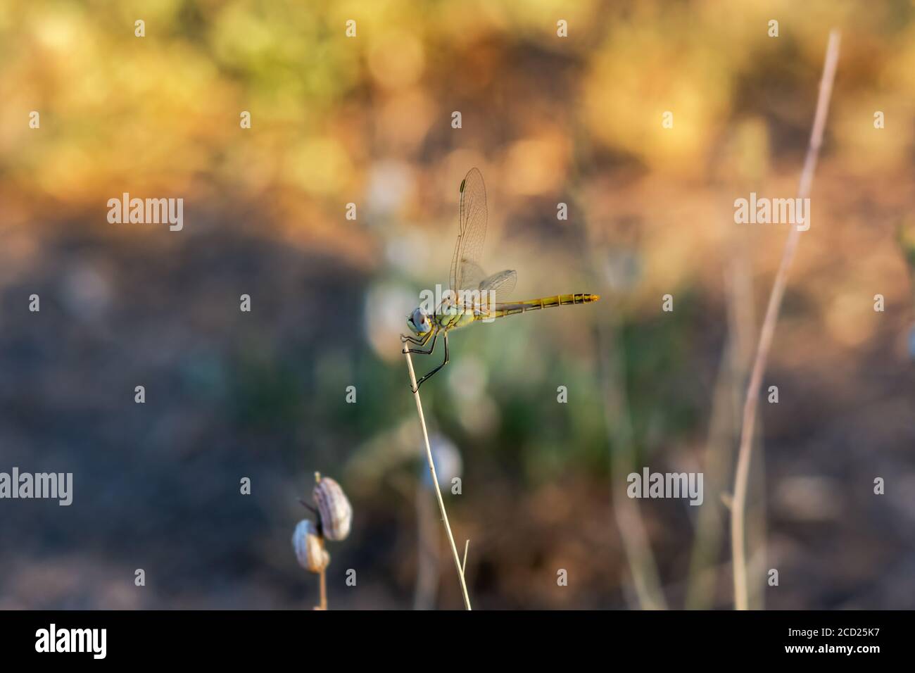 Dragonfly sur un fond d'automne flou. Macrophotographie colorée d'un insecte en douce mise au point dans la lumière naturelle. Une libellule est placée sur une branche et regarde Banque D'Images