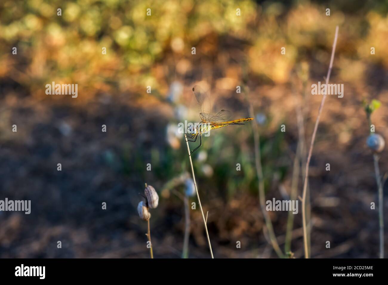 Dragonfly sur un fond d'automne flou. Macrophotographie colorée d'un insecte en douce mise au point dans la lumière naturelle. Une libellule est placée sur une branche et regarde Banque D'Images