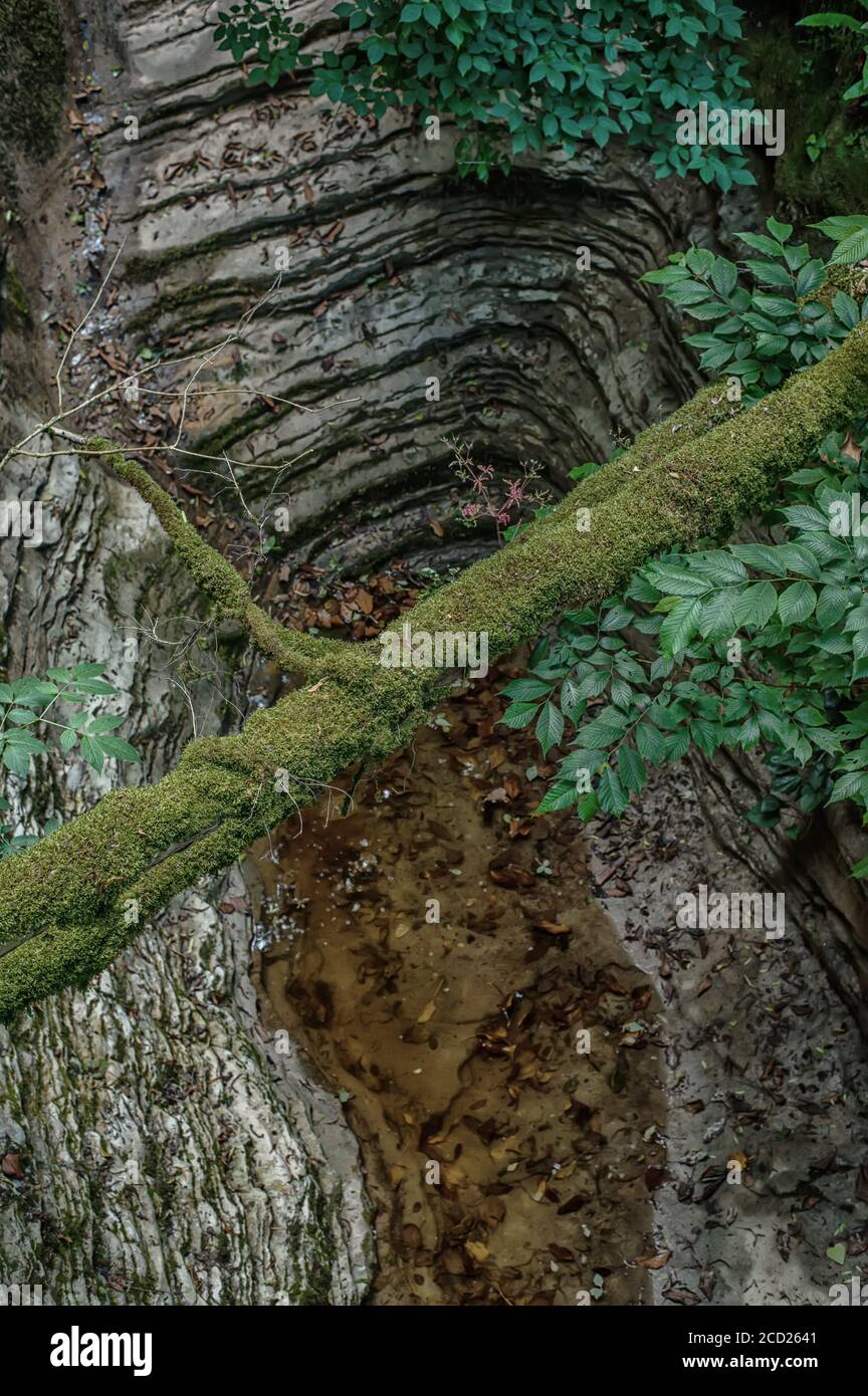 La nature du parc national de Sotchi des arbres de buis. Canyon de falaises karstiques blanches. La montagne d'émeraude dans le Caucase. Photo verticale Banque D'Images