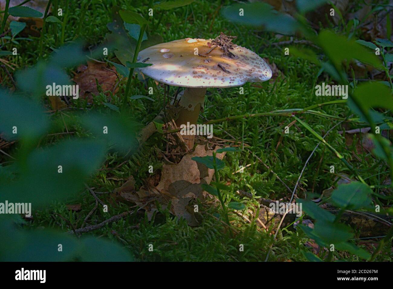 Un cloesup d'un champignon cagoule toxique Banque D'Images