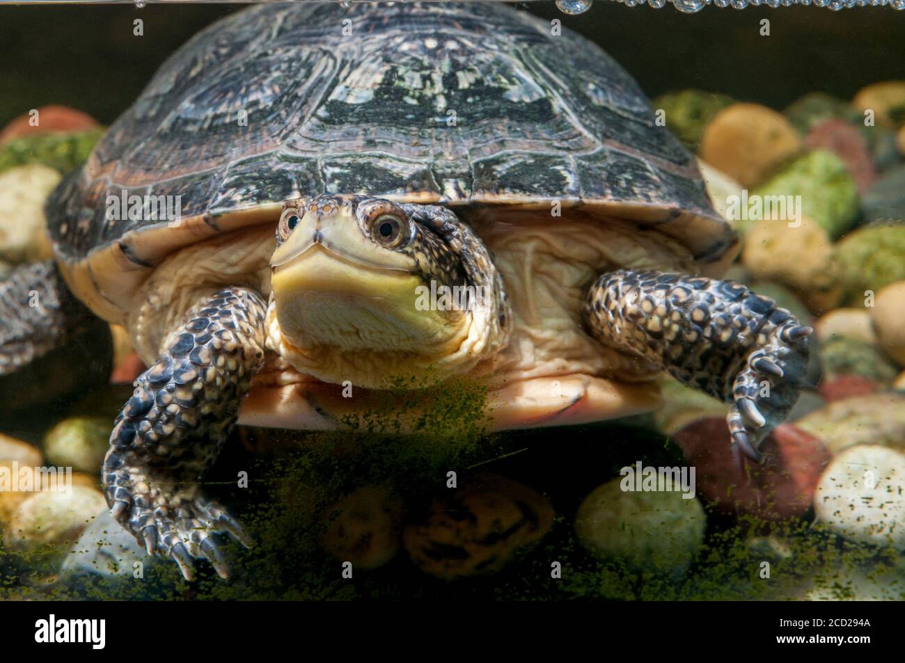 White Bear Lake, Minnesota. Centre de nature Tamarak. Tortue mouchetée, Emydoidea blandingii. Banque D'Images