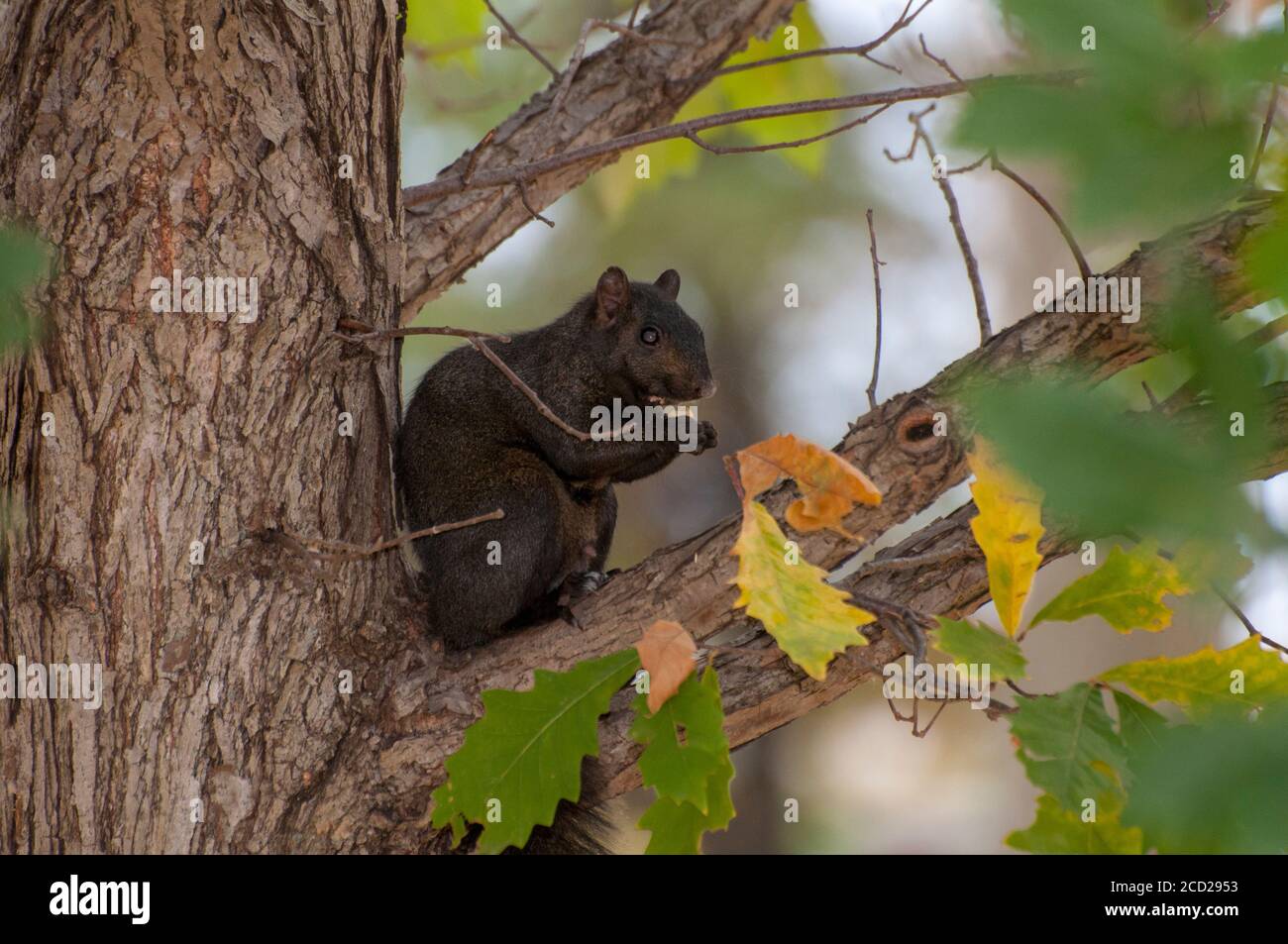 White Bear Lake, Minnesota. Écureuil gris de l'est, Sciurus carolinensis. L'écureuil noir est une forme mélanistique de l'écureuil gris Banque D'Images